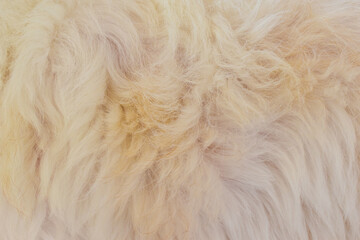 Brown dog hair texture, beautiful pattern, abstract fur background