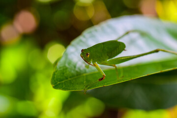 Green grasshopper larva on natural green leaf, blurred background.