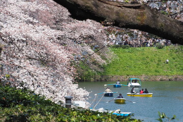 千鳥ヶ淵の桜