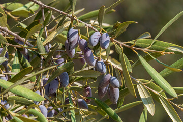 Ripe fruits of an olive tree close-up among green foliage. Harvest