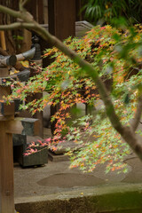 秋の氷川神社の境内の様子