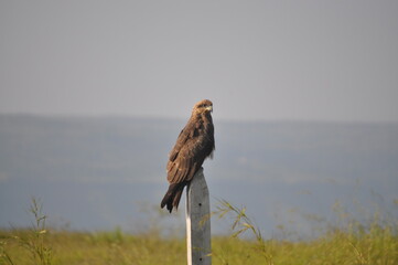 kite