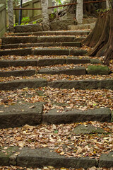 秋の氷川神社の境内の様子