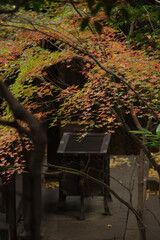 秋の氷川神社の境内の様子