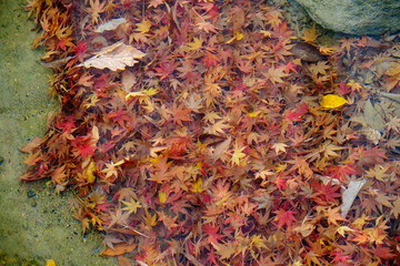 小川の底にたまった落ち葉たち