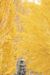 天理の銀杏並木