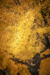 天理の銀杏並木