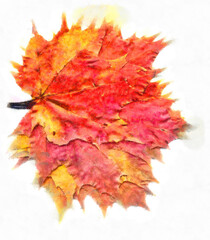 Bouquet of fall maple leaves digital watercolors