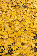 天理の銀杏並木