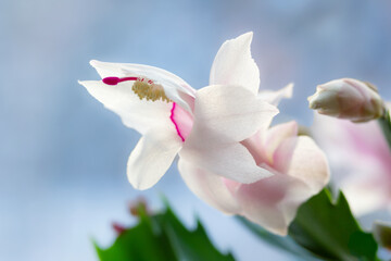 White and pink flower of zygocactus in the window on blue background.
