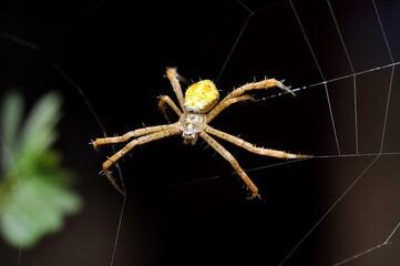 Spider wakling in the web selective focus blur background
