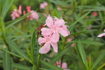 Nerium oleander: Oleander Bush blooms in the garden in summer in blurred background
