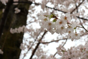 桜