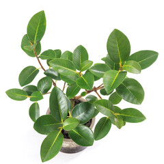 Fototapeta premium 観葉植物、フィカス・ルビギノサ（フランスゴム）の葉【白背景】