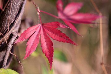 色づいた森の紅葉の葉