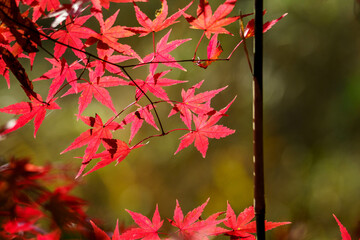 色づいた森の紅葉の葉