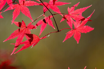 色づいた森の紅葉の葉