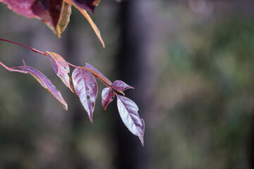 色づいた森の紅葉の葉