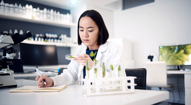 Scientist, plant and medical research with ecology, green leave and nature medicine while writing notes in laboratory. Asian woman doctor with petri dish for innovation, development and analysis