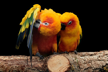 Pair of sun parakeet (Aratinga solstitialis) preening plumage on a branch and isolated on black background 