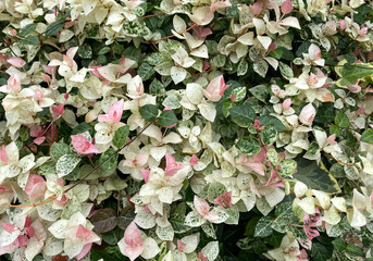 ハツユキカズラ