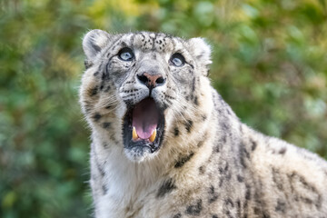 A snow leopard, Panthera uncia, yawning, closeup portrait
