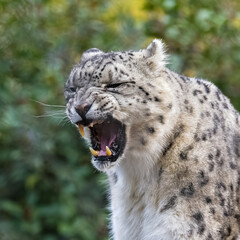A snow leopard, Panthera uncia, yawning, closeup portrait
