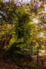 Beautiful Tree In The Forest. Sunbeams Rising Through The Branches Of A Large Tree In A Beautiful Forest In Europe. Enchanted Landscape.