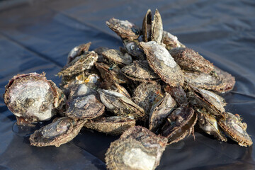 Heap of cultured oysters to search for pearls