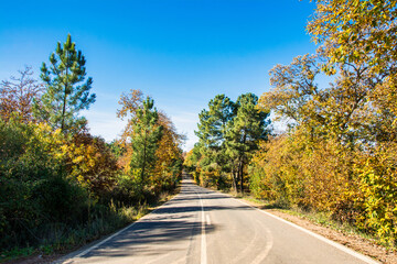 Asphalt Road In The Middle Of A Forest With A Blue Sky. Horizon.