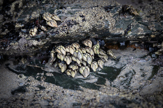 Pollicipes pollicipes (AKA goose neck barnacle, goose barnacle, leaf barnacle, percebe,  percebes)