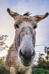 Donkey.
Close Up Of A Donkey. Spain, Europe