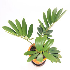 多肉植物、ザミア・プミラの葉【白背景】