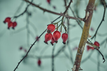 Snow-covered red rosehip berries on a bush against a background of snow. Rosehip bush with berries in winter