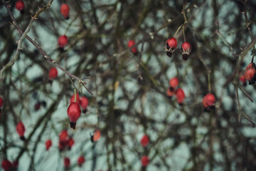 Snow-covered red rosehip berries on a bush against a background of snow. Rosehip bush with berries in winter