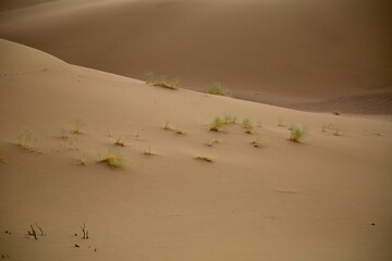 Sand dunes and small vegetation in Maranjab desert, Iran.