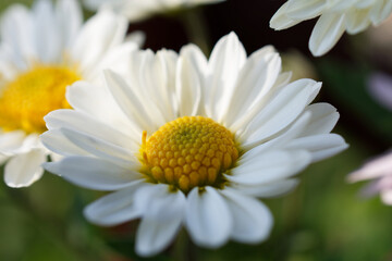 Fototapeta premium 菊