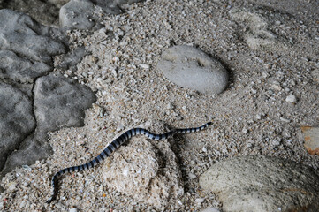Editorial wildlife photo: banded sea snake on sandy beach with rocks. Nature blogs, marine conservation stories. Documentary use.Poisonous two-tone bonito crawls along the sandy beach. India.