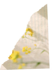 Light textured scrap of magazine paper