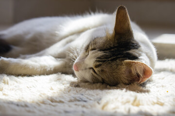 cute white pet kitten cat sleeping peacefully. sunlight has fallen on its face.