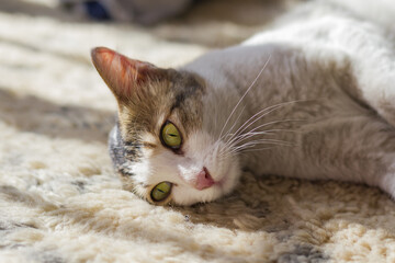 cute white pet kitten cat resting while looking thoughtfully. sunlight has fallen on its face.
