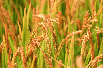 The growing rice is in the farmland
