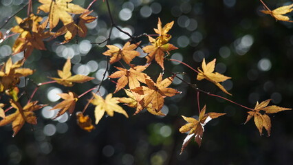 yellow autumn leaves