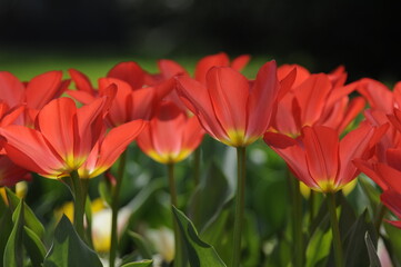Tulpen