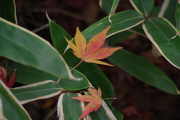 クマザサのうえに落ちた紅葉の葉