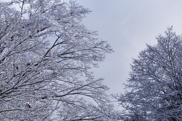 霧氷に覆われる雪山の木々