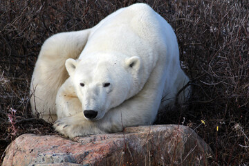 Polar bear at rest on the tundra of Hudson Bay, Manitoba, Canada