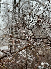 Icy tree branches. Ice rain. Ice on the branches