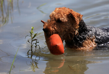 Swimming Welsh Terrier hunting  dog with a retrieving dummy in his mouth who just came out of the...