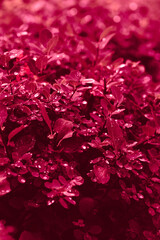 Fototapeta premium grass in drops water viva magenta color 